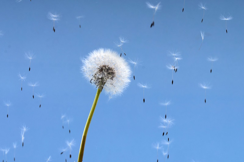 Heuschnupfen Heuschnupfen